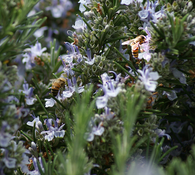 Blühender Rosmarin mit Bienen. ©UdoSm