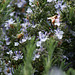 Blühender Rosmarin mit Bienen. ©UdoSm