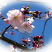 Sakura Tree in Bloom