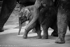 Man-Jai baby elephant