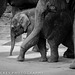 Man-Jai baby elephant