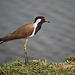 20100323-0412 Red-wattled lapwing