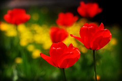Tulips & Dandelions