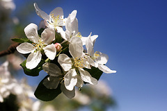 Apple Tree Blossoms 1