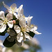 Apple Tree Blossoms 1