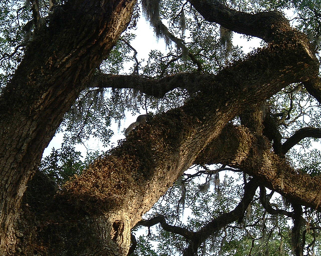 DSCF0011 Squirrel's tree - Carolina 2000