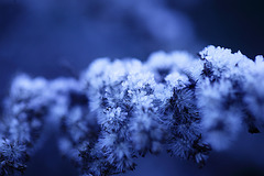 Snow & Frost