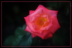 A Flower of Rose