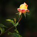 A Rose Bud 1