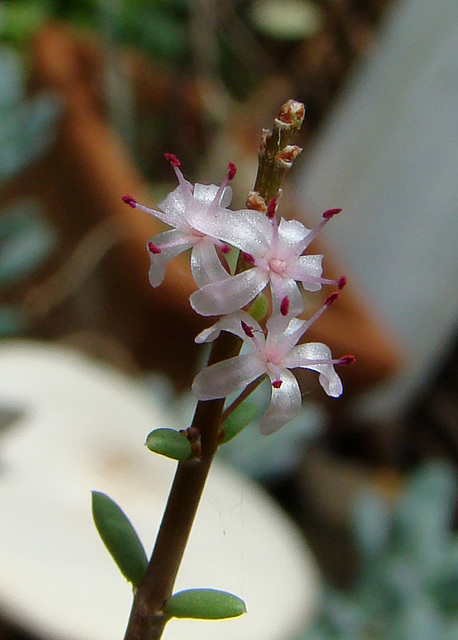 Ceraria fructiculosa flower