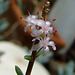 Ceraria fructiculosa flower