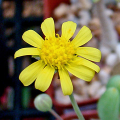 Othonna clavifolia flower