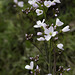 167|2012: Wiesenschaumkraut - cuckoo flower