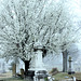 Springtime in the cemetery