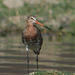 20100323-0530 Black-tailed godwit