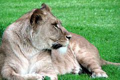 Lioness - 2011 Longleat 024a