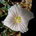 Monsonia vanderietiae flower