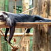 Zoo time out - Chilling out a monkey's hard day at the zoo