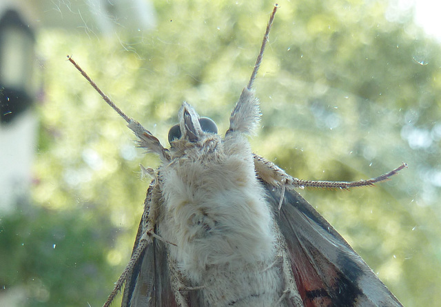 moth head