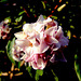 DSCF2472a -1 Daphne 'Jaqueline Postill' flower