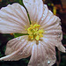 Monsonia (Sacocaulon) Vanderietae Flower