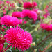 Pink Flowers_1