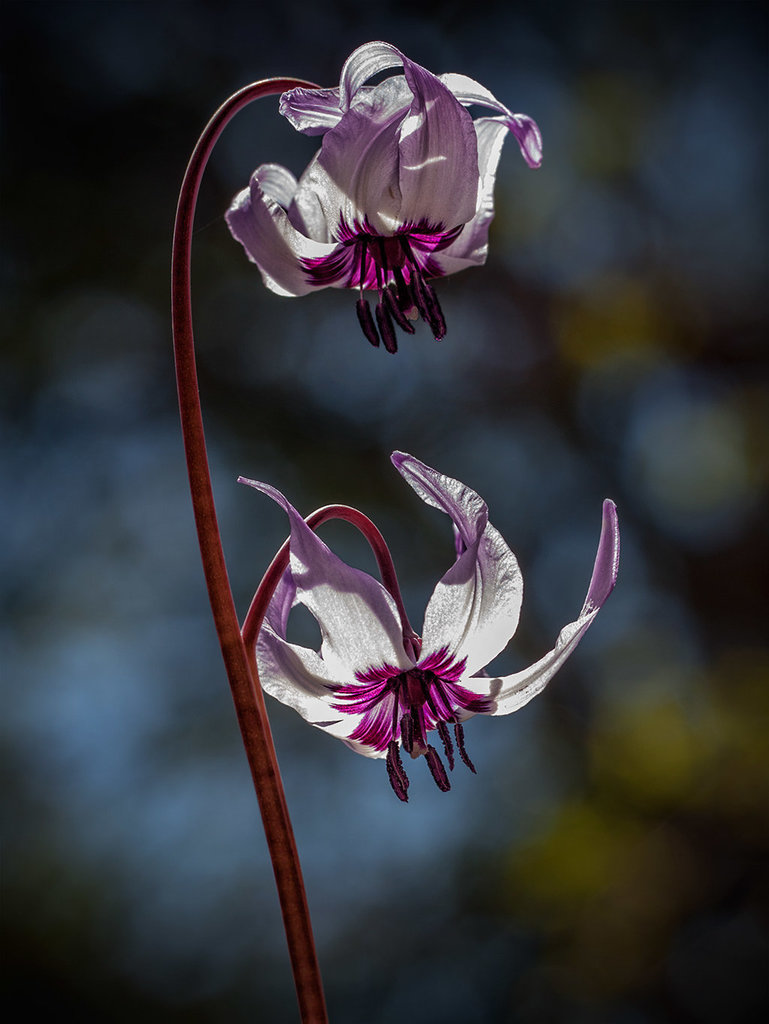 E is for Elegant Erythroniums (4 more images in notes!)