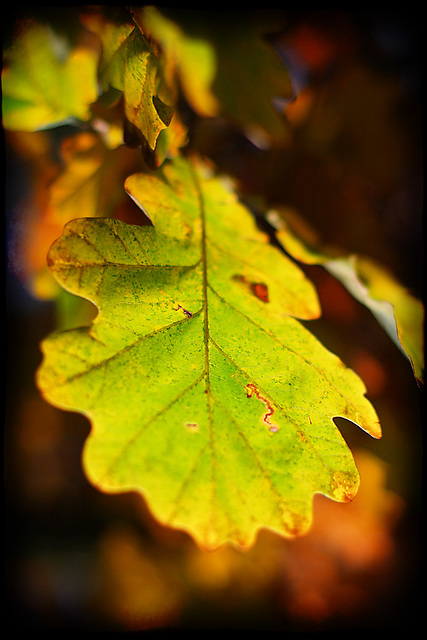 Oak Leaf_1