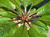 Euphorbia leaves