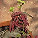 Euphorbia francoisii - Grigsby Clone 6