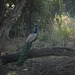 20100324-0129 Indian peafowl, male