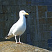 DSCF2057a Gull - Charlestown Harbour Cornwall May 2010