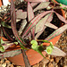 Euphorbia francoisii - Grigsby Clone 2