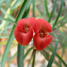 Euphorbia gottleibei flower
