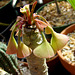 Euphorbia malottii flower