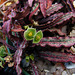 Euphorbia francoisii Grigsby Clone 6