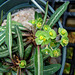 Euphorbia francoisii
