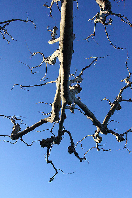 Branch and Blue