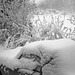 Image15a Snow on the Berkeley 1963