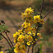 20100222-0606 Senna polyphylla (Jacq.) H.S.Irwin & Barneby