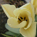Lovely cream tulip