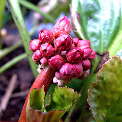 Red Bergenia flowering