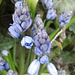 The early flowers of the bluebells
