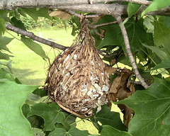 DSCF4304a back of woven bird nest cup
