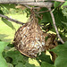 DSCF4304a back of woven bird nest cup