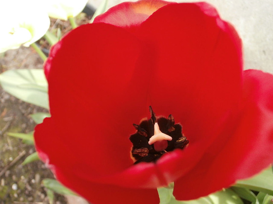 The red tulip has opened at last