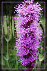 Purple Flower_1
