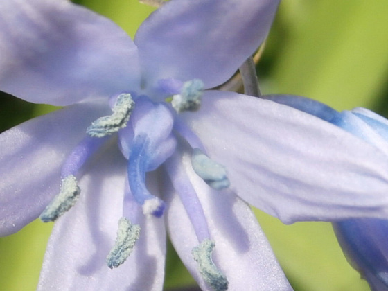 The gorgeous blue of the bluebell