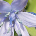 The gorgeous blue of the bluebell