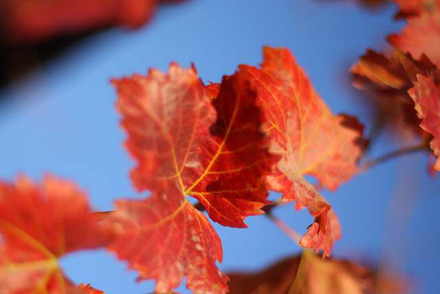 Red Vine Leaves